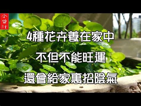 福祿桐開花風水